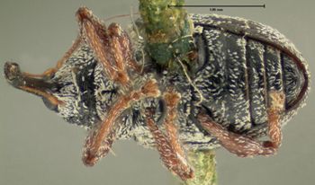 Media type: image;   Entomology 1966 Aspect: habitus ventral view
